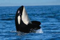 Whale-Watching Tour from Vancouver