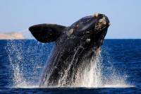 Whale Watching Tour to Hermanus from Cape Town