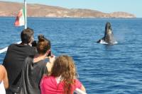 Whales of the Baja Expedition