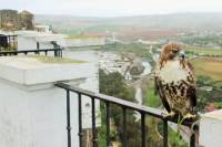 White Villages Tour from Seville with Optional Visit to Ronda and Olive Oil Tasting