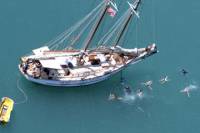 Whitsundays Tallship Snorkel and Sailing Cruise