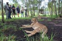 Wild Cat Experience Tour