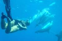 Wild Dolphin And Reef Snorkel