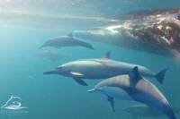 Wild Dolphin Swim from Nelson Bay