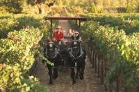 Wine Country Tour by Horse and Carriage