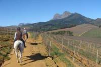 Wine Country Tour with a Twist from Cape Town