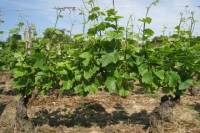 Wine Tasting - Cote de Nuits Region with One Cellar Visit