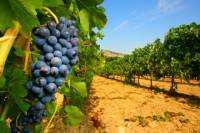 Wine Tasting in Châteauneuf du Pape from Avignon Including Lunch