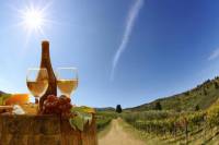 Wine Tasting Tour in the Tuscan's Hills from Lucca