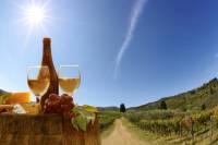 Wine Tasting Tour in the Tuscan's Hills from Pisa