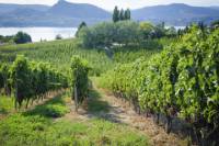 Wine Tasting with Lunch from Osoyoos