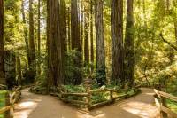 Woods and Wine: Half Day Sonoma Wine Tour plus Muir Woods National Park