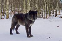 Yamnuska Wolfdog Sanctuary Guided Tour