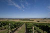 Yarra Valley Winery Tour from Melbourne Including Lunch and Local Guide