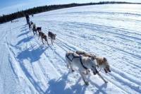 Yellowknife Dog Sledding Tour