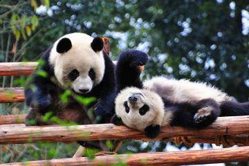 10-Day Best of China with Pandas Private Tour: Beijing, Xian, Chengdu and Shanghai