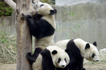 14-Day Small-Group China Tour: Beijing, Xi'an, Chengdu, Yangtze River Cruise, Chongqing and Shanghai