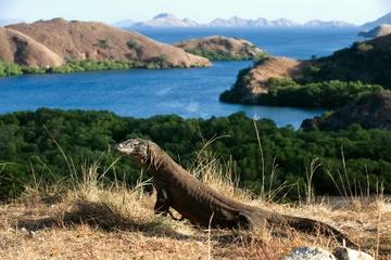2-Day Komodo National Park and Rinca Island Wildlife Adventure from Bali