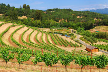 Wine Country and Muir Woods Small-Group Tour from San Francisco (Day Trips from SF)