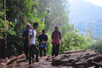 2-Day Taman Negara National Park Adventure and Kuala Gandah Elephant Sanctuary Tour