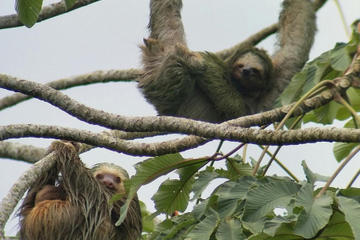 2-in-1 Arenal Volcano Combo Tour: Nature Hike and La Fortuna Waterfall