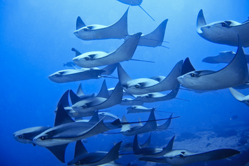 2-Tank Corridor Dive for Certified Divers in Cabo San Lucas