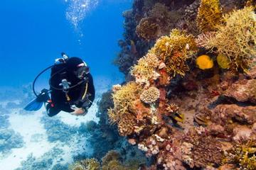 2 Tank Local Dive in Playas del Coco 2 Tank Local Dive in Playas del Coco