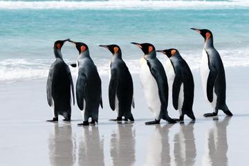 20-Day Cruise from Ushuaia to Antarctica, the Falklands and South Georgia