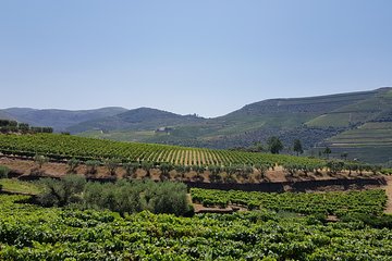 Douro Valley Tour: 2 Vineyard Visits, River Cruise, Winery Lunch