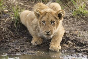 3-Day Kruger Park Wildlife Safari