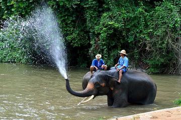 3-Day Lampang Tour with Thai Elephant Conservation Center Homestay Experience