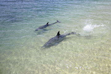 3-Day Monkey Mia Dolphins, Pinnacles Desert and Kalbarri National Park Tour from Perth