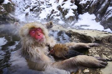 3-Day Private Tokyo and Nagano Tour: Snow Monkeys, Tsukiji Market and Bullet Train
