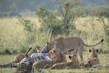 3 day Tsavo East Amboseli from Mombasa