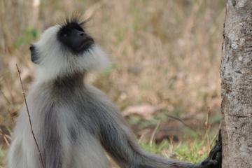 3-Day Wayanad Tour from Bangalore