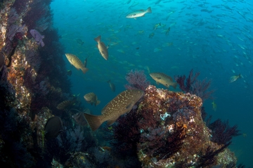 3-Tank Cabo San Lucas and Corridor Dives for Certified Divers