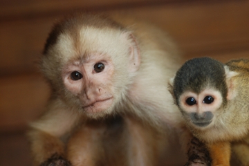 4-Day Amazon Jungle Tour at Refugio Amazonas