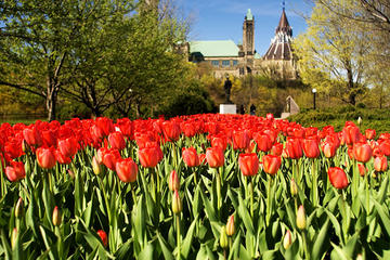 4-Day Canada Tulip Festival Journey from New Hampshire