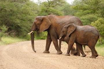 4-Day Kruger National Park Safari Adventure
