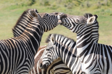 4-Day Kruger Park Safari Tour from Pretoria