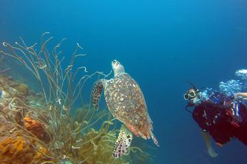 4-Day PADI Open Water Diver Course in Curacao
