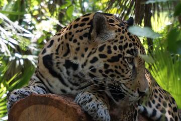 5-Day Belize Sea and Land Adventure 5-Day Belize Sea and Land Adventure