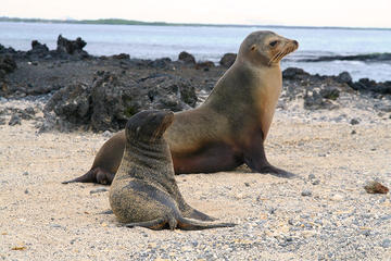 5-Day Galapagos Land Tour: Magic of Isabela Including Santa Cruz