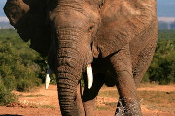 5-Day Garden Route Adventure Tour: Addo National Park, Jeffreys Bay, Wilderness National Park, Cango Wildlife Ranch and Oudtshoorn