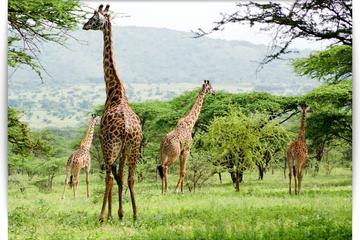 5 Days 4 Nights Budget Camping Safaris to Lake Manyara, Ngorongoro Crater, Serengeti and Tarangire