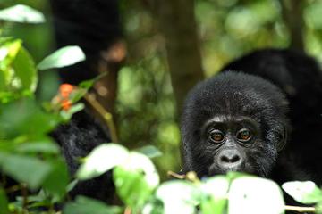 5 Days Rwanda Uganda Gorilla Tour