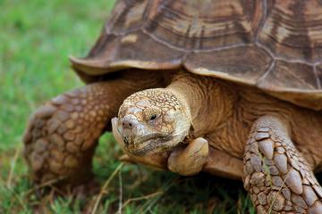 5-Night Galapagos Tour from Quito including 3-Night Island and Wildlife Cruise