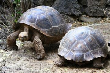 5-Night Galapagos Tour from Quito including 3-Night Yacht Cruise on the 'Queen Beatritz'