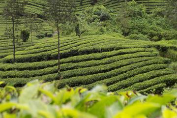 6-Day Best of Kerala Tour