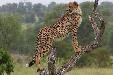 7-Day Private Tour of Kruger National Park